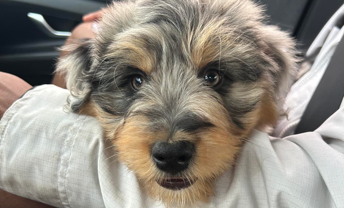 Sleepy breeder image 1
