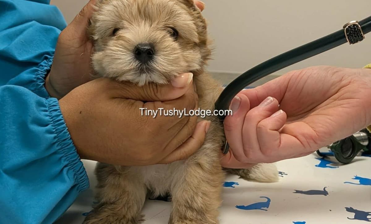 AKC Tiny Tushy Aura of Mystery breeder image 12