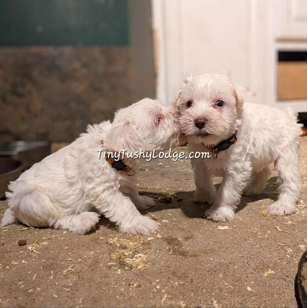 AKC Tiny Tushy Aura of Mystery breeder image 5