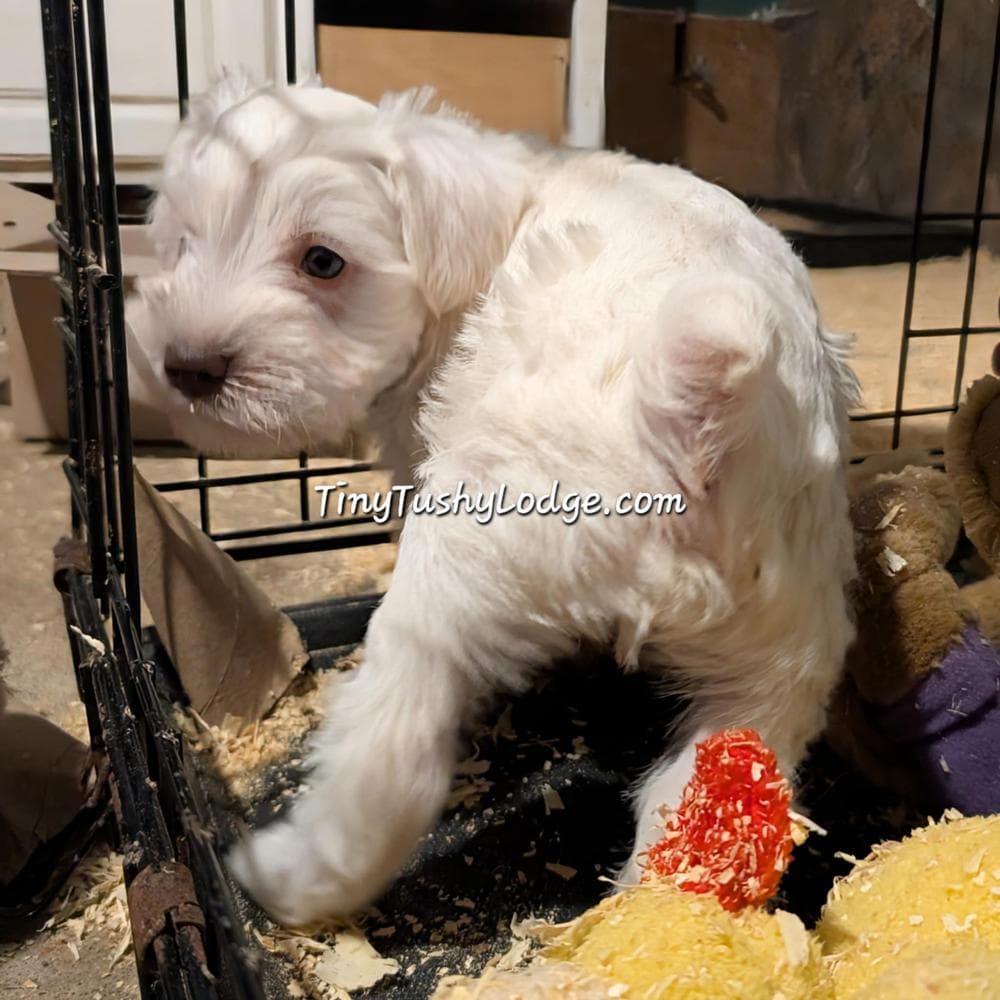 AKC Tiny Tushy Aura of Mystery breeder image 8