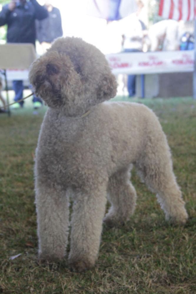 Placido Domingo Della Fino breeder image 29