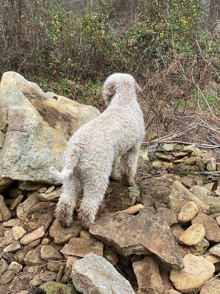 Placido Domingo Della Fino breeder image 48