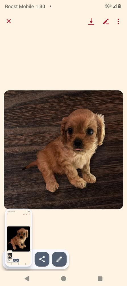 Luna breeder image 11