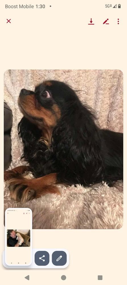 Luna breeder image 18