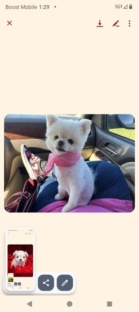 Luna breeder image 22