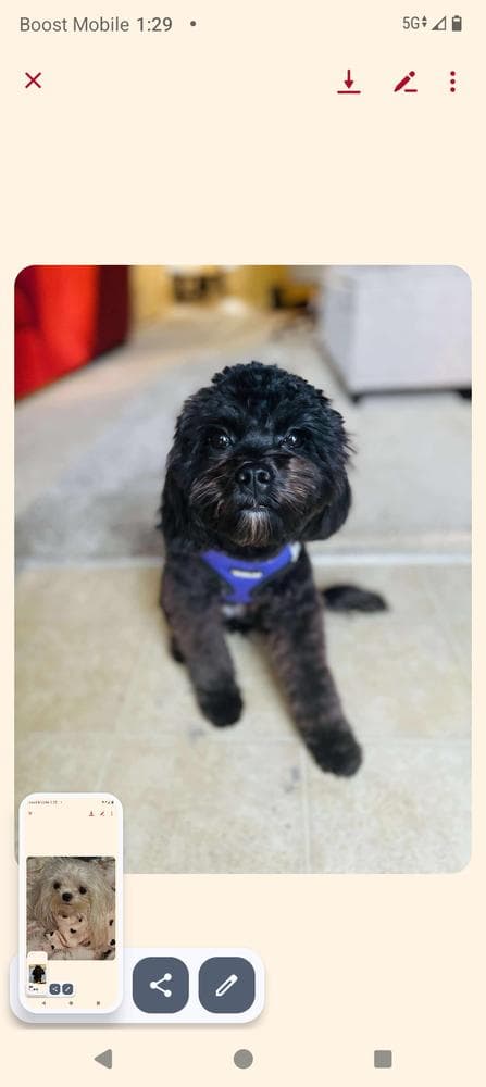 Luna breeder image 24