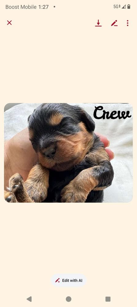 Luna breeder image 31