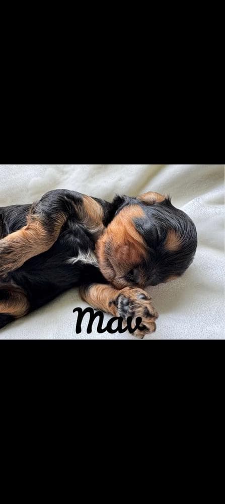 Luna breeder image 39