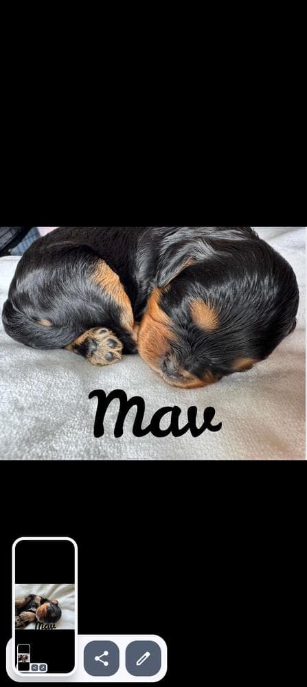 Luna breeder image 41