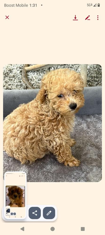 Luna breeder image 8