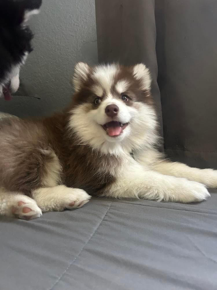 Luna breeder image 18
