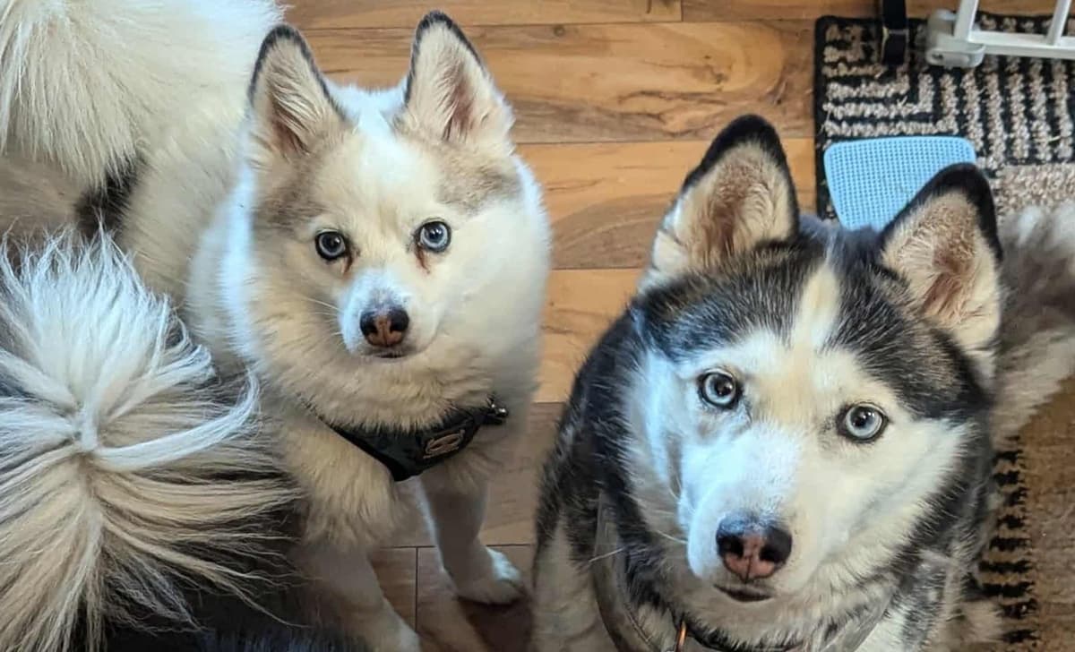 Luna breeder image 4