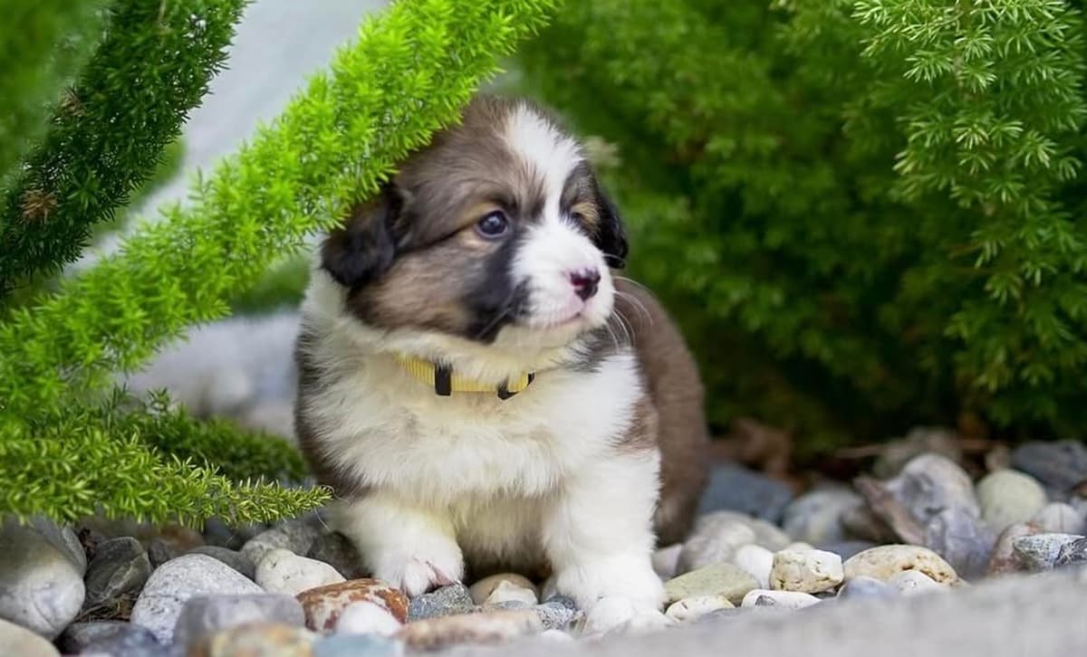 Nala breeder image 2