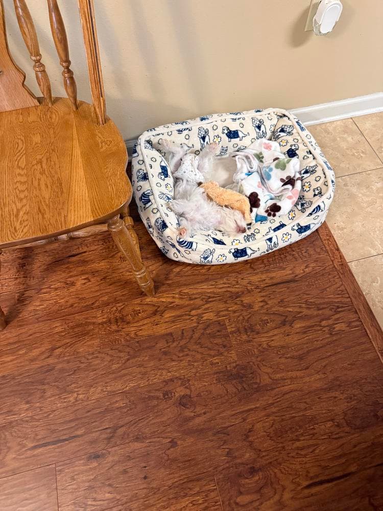 Zero breeder image 12