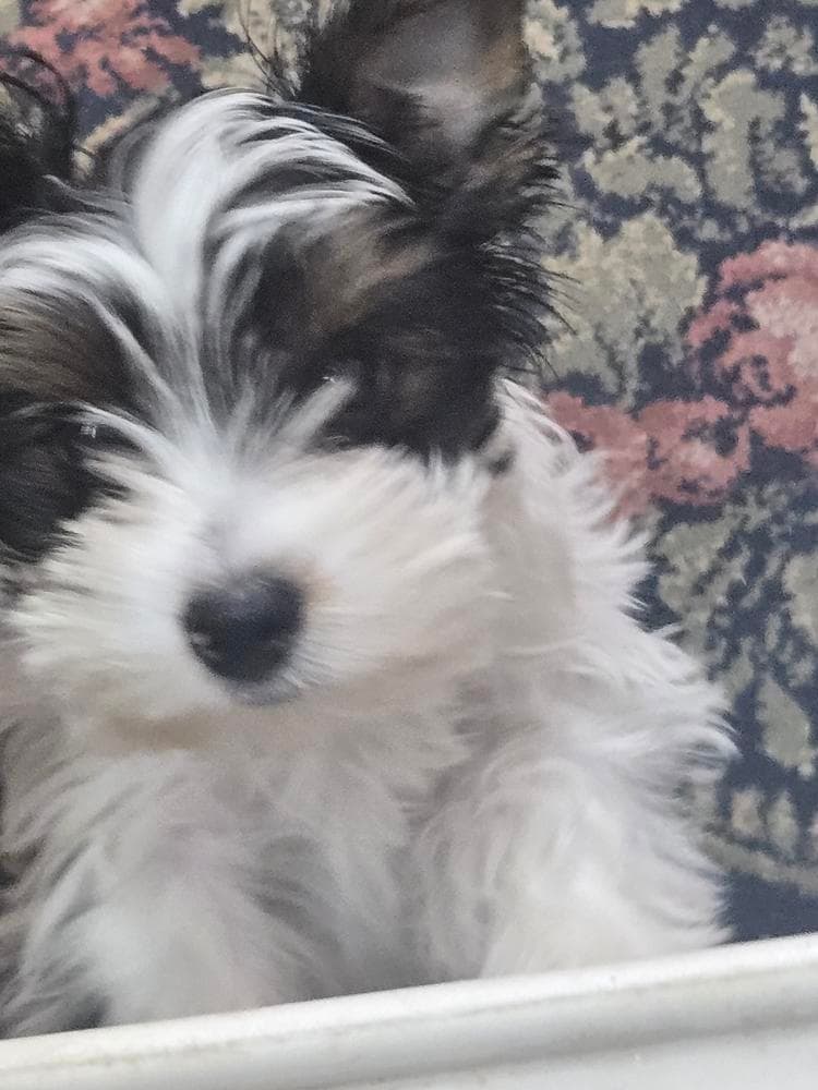 Zero breeder image 14
