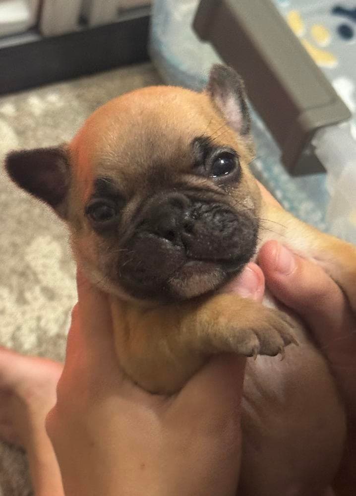 Murphy breeder image 2