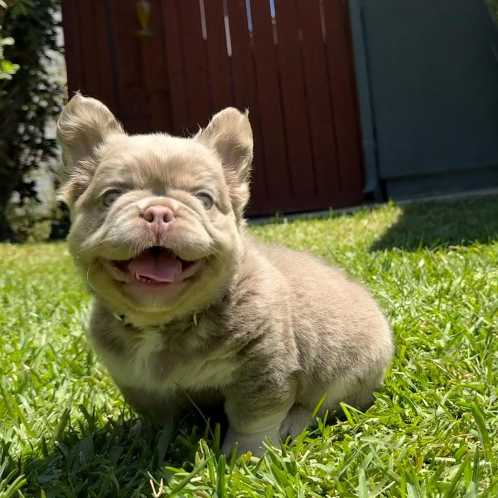 Teddy breeder image 2