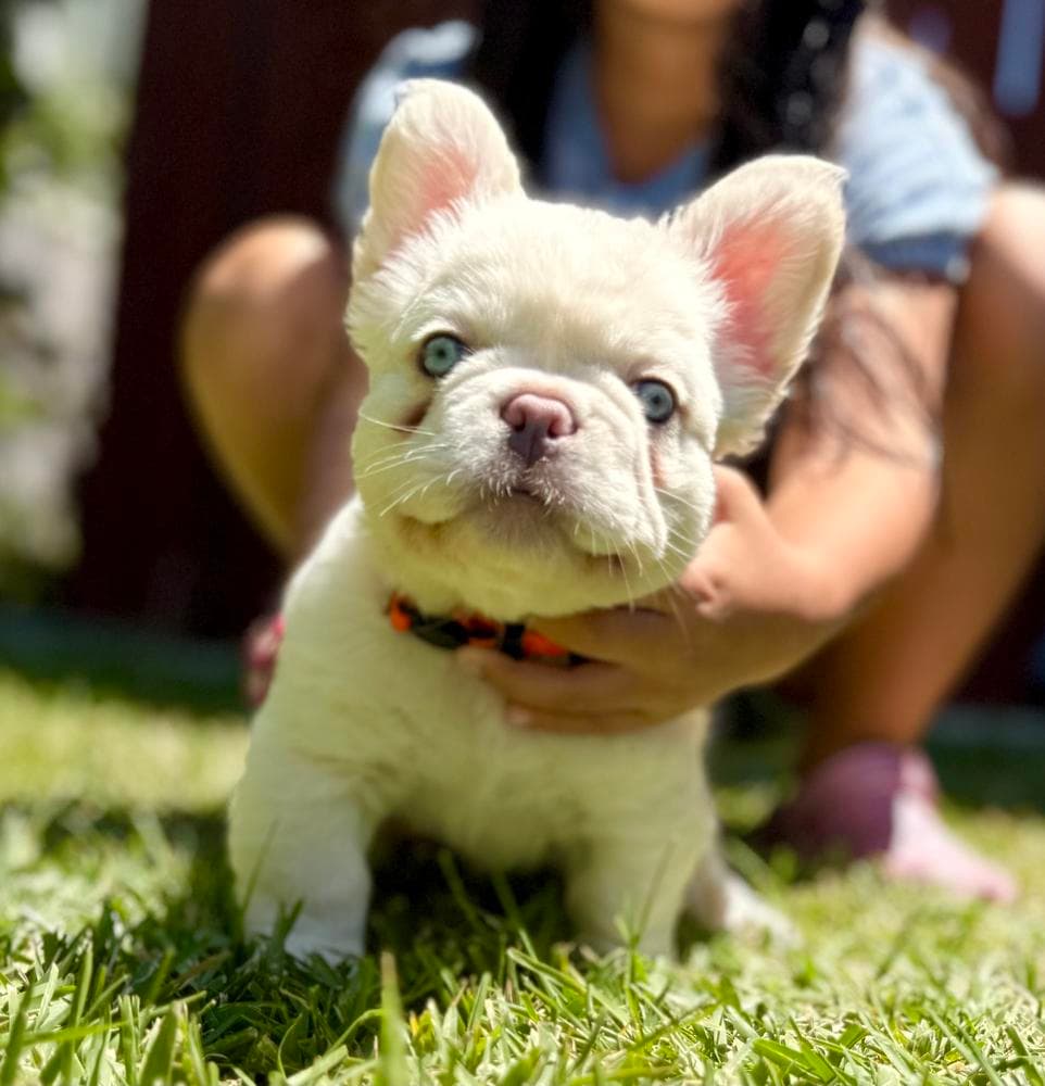 Teddy breeder image 5