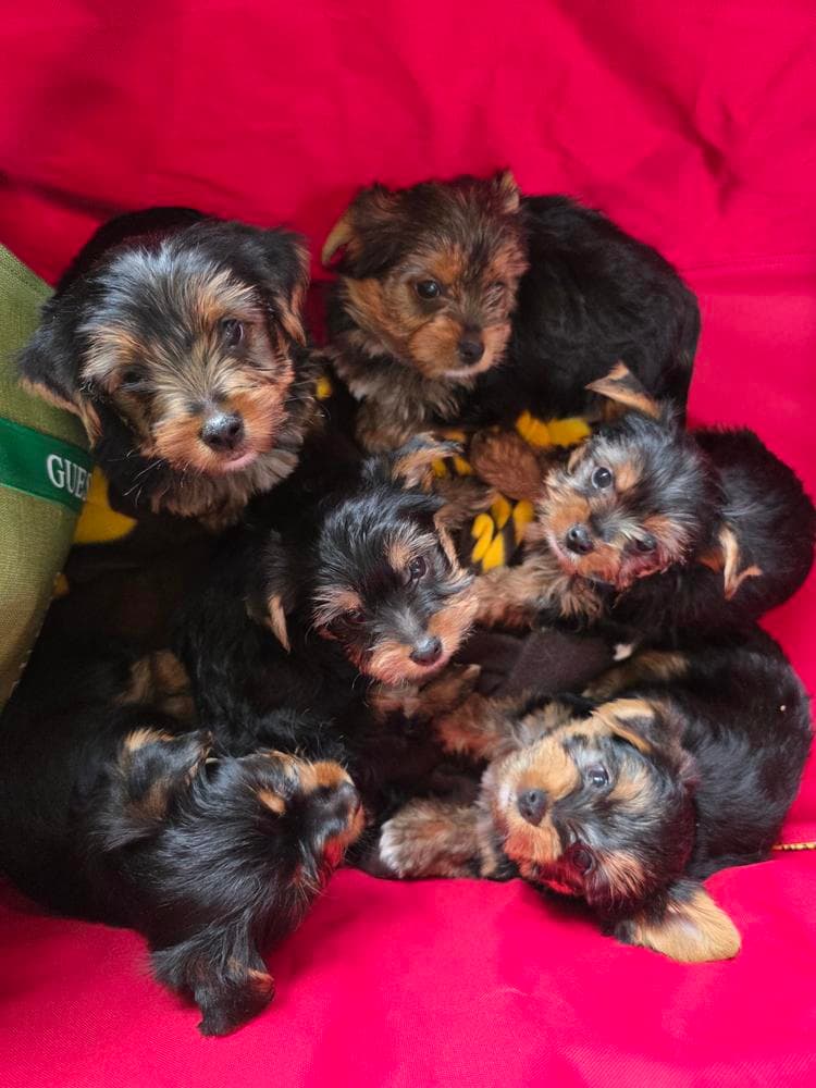 Miracle breeder image 5