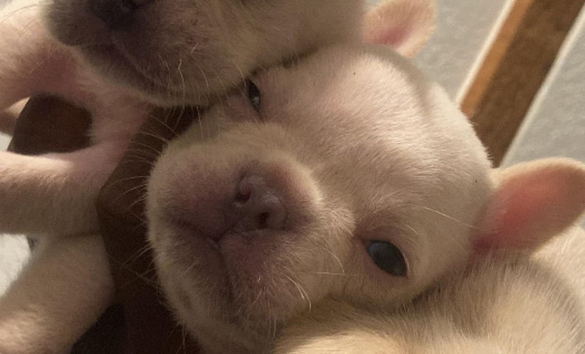 Girl 6 breeder image 1