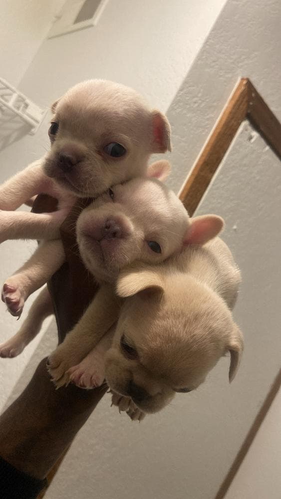 Girl 6 breeder image 11