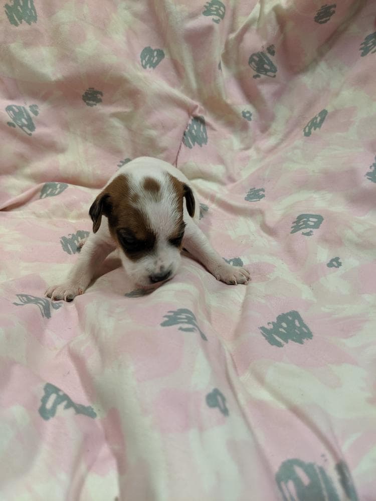 Black female 2 breeder image 2