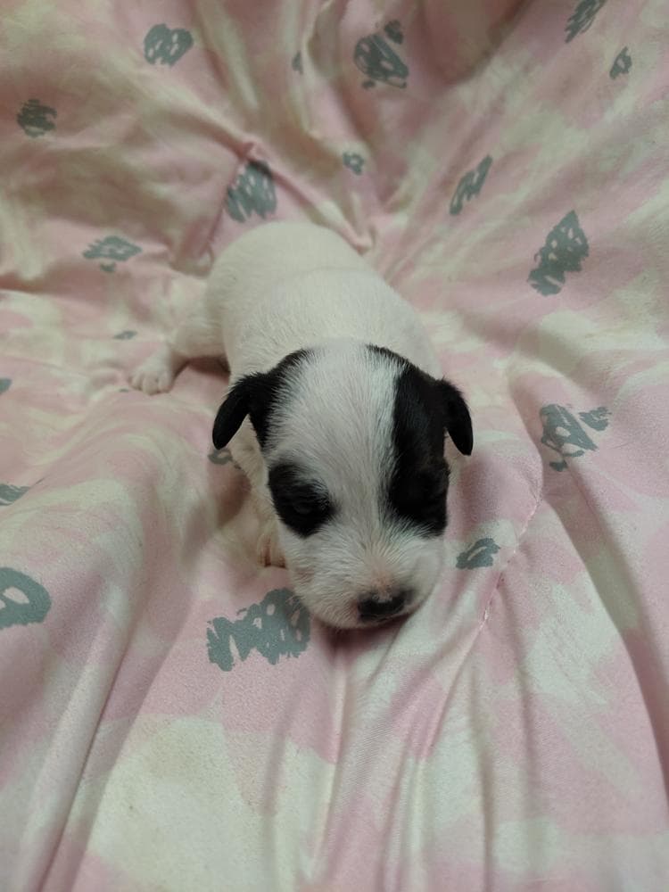 Black female 2 breeder image 3