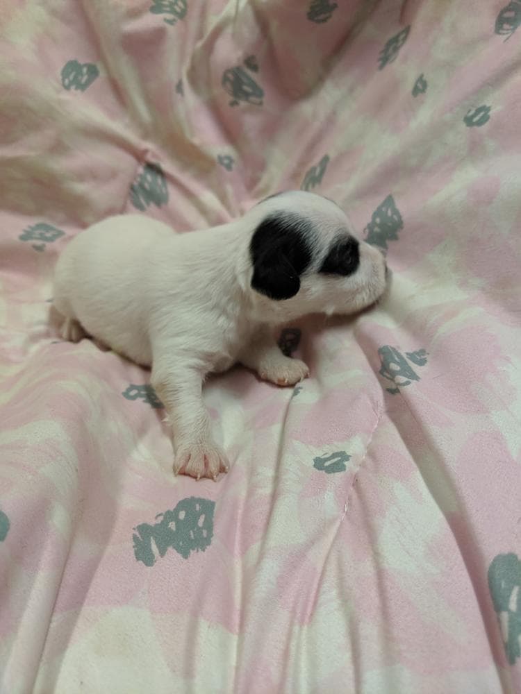 Black female 2 breeder image 4