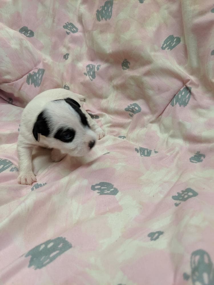 Black female 2 breeder image 6
