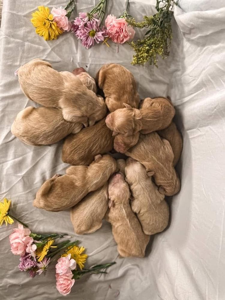 Peaches breeder image 8