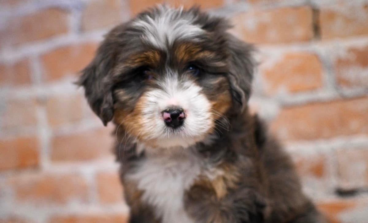 Weston breeder image 2