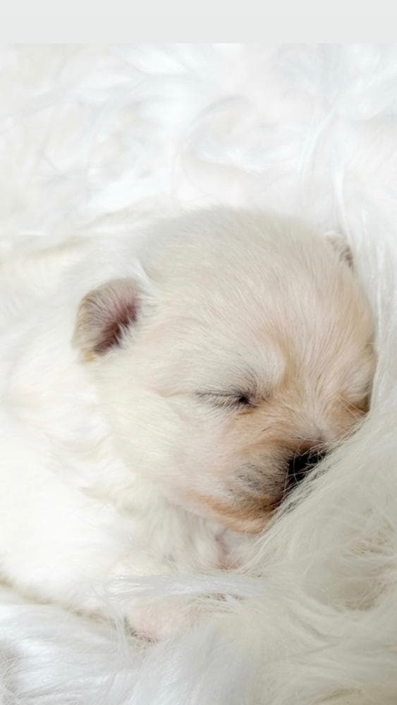 Bo-Peep Full CKC breeder image 10