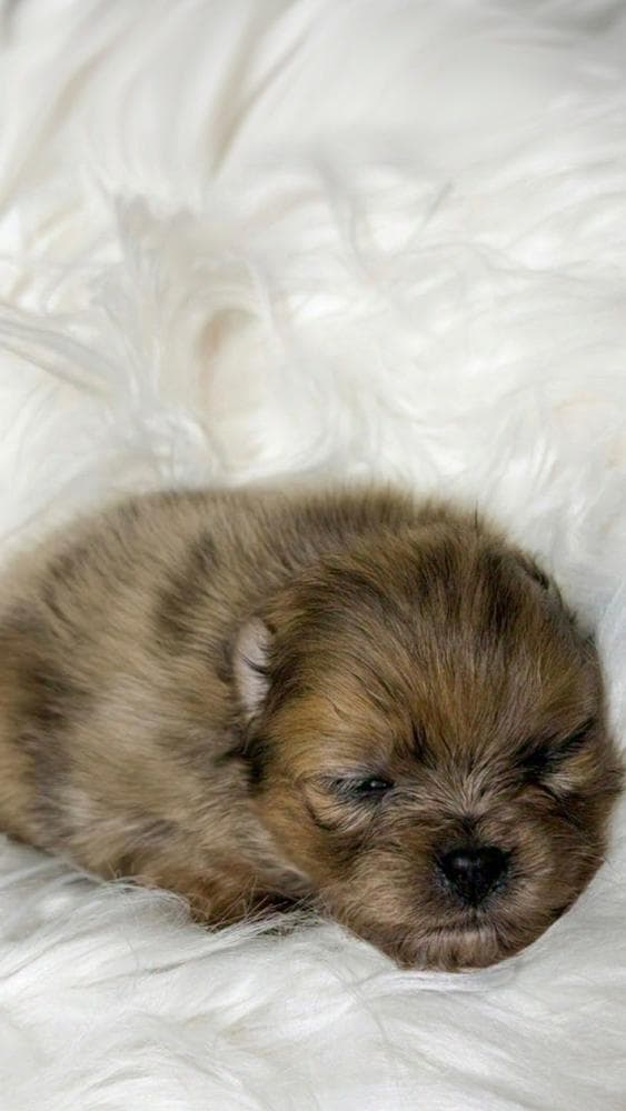 Bo-Peep Full CKC breeder image 13