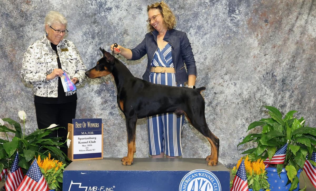 Lime collar Red boy breeder image 1