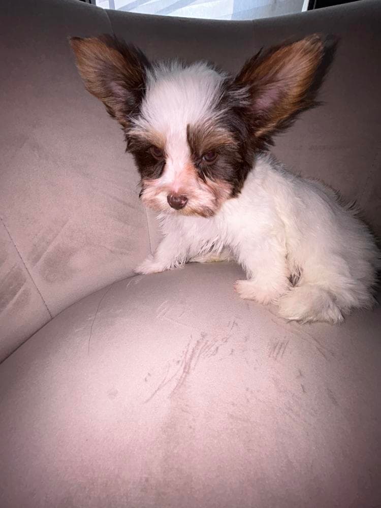 Cairo breeder image 19