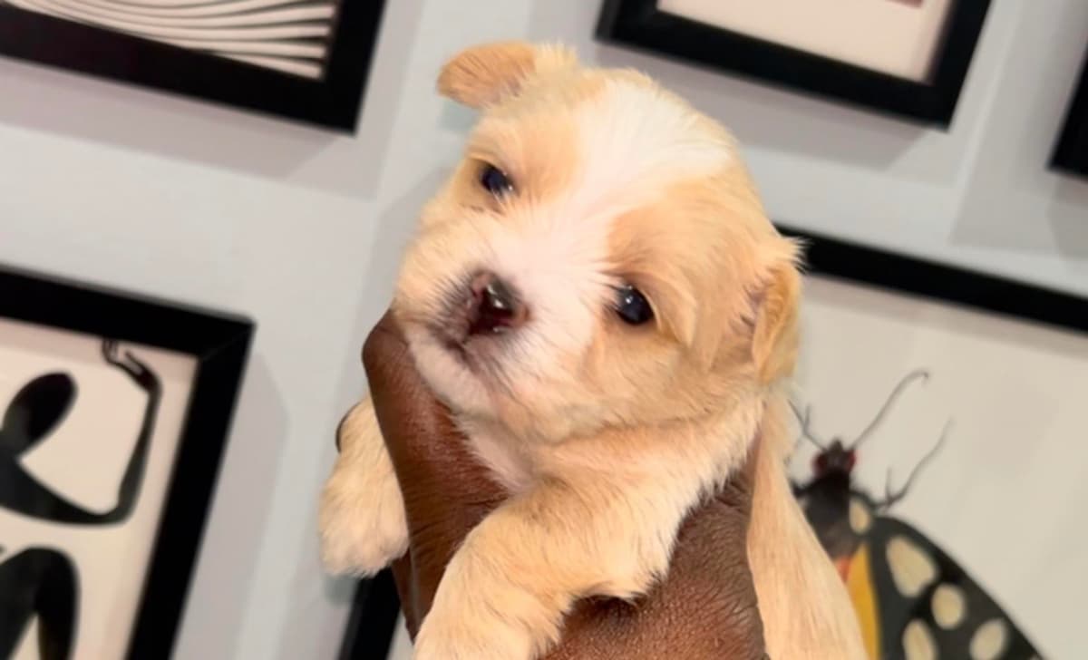 Cairo breeder image 3