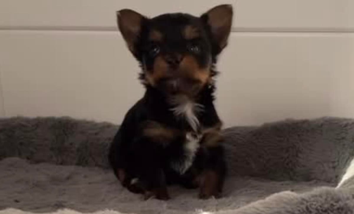 Cairo breeder image 4