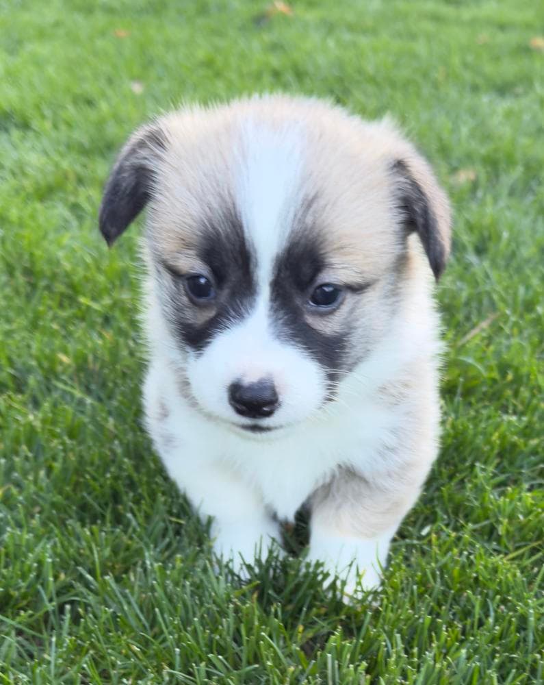 Doli breeder image 6