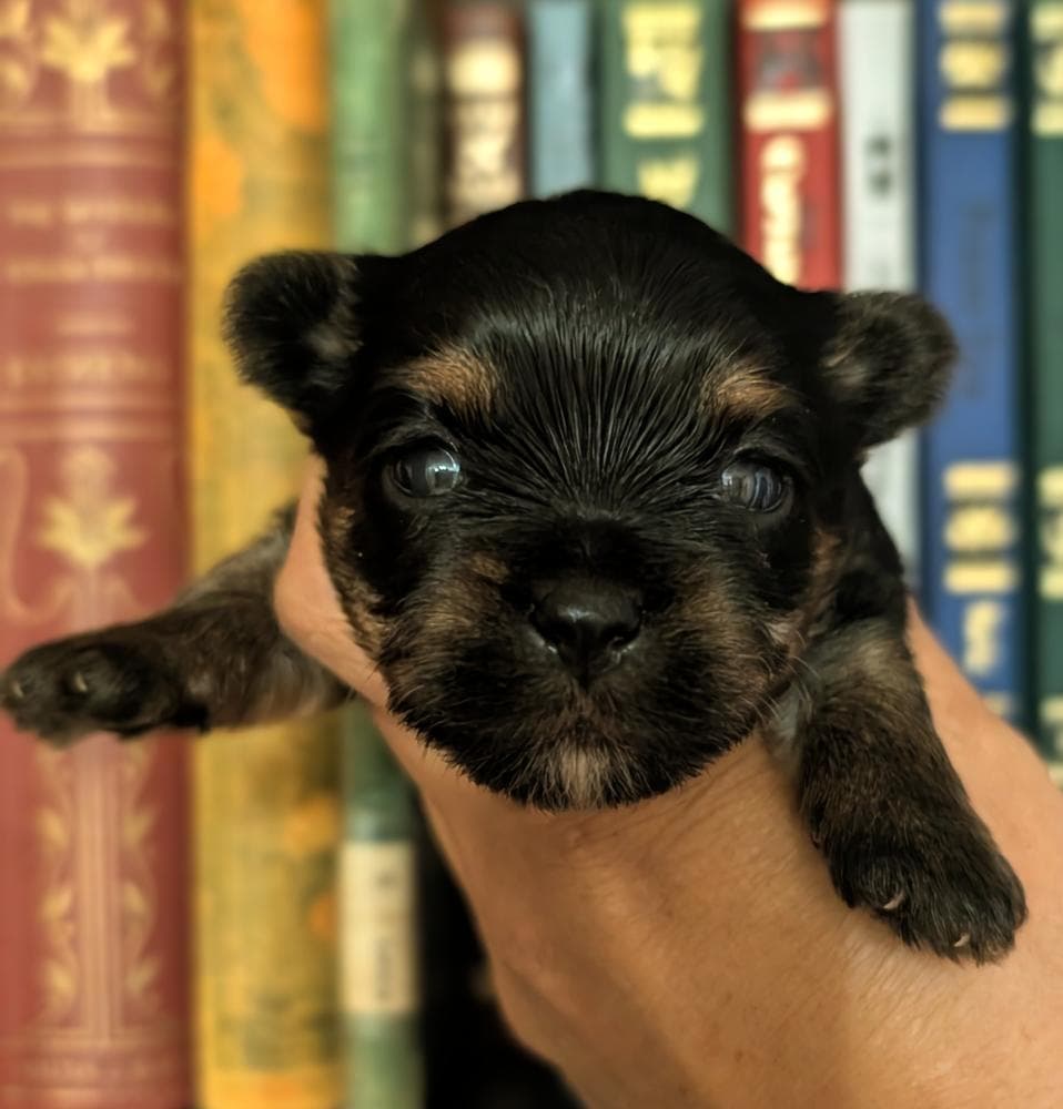 Oreo breeder image 2