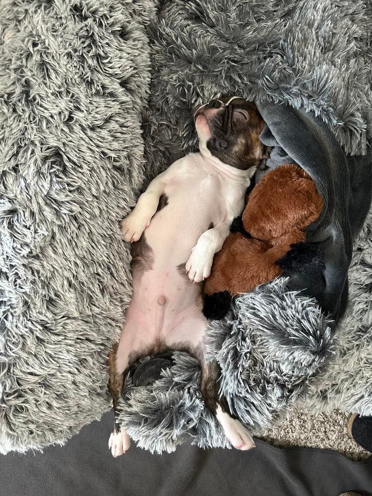 Pups available breeder image 1