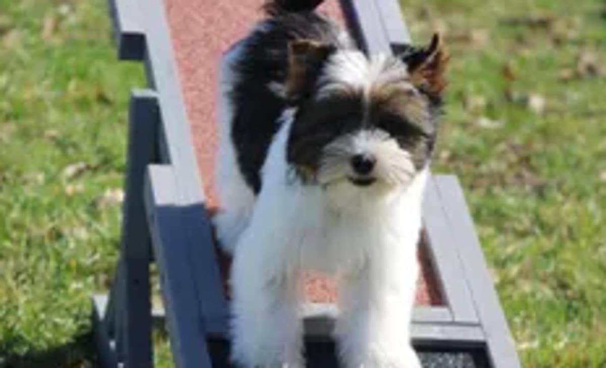 Gavin breeder image 2