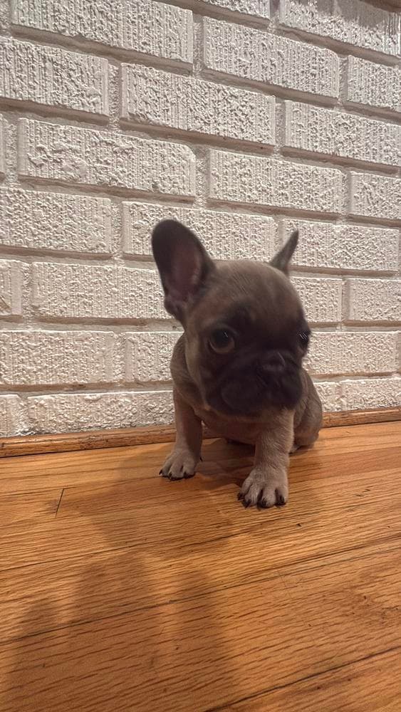 Barkley breeder image 5