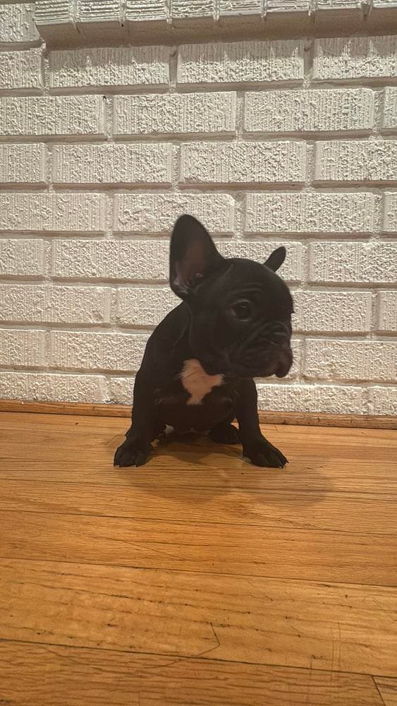 Barkley breeder image 7