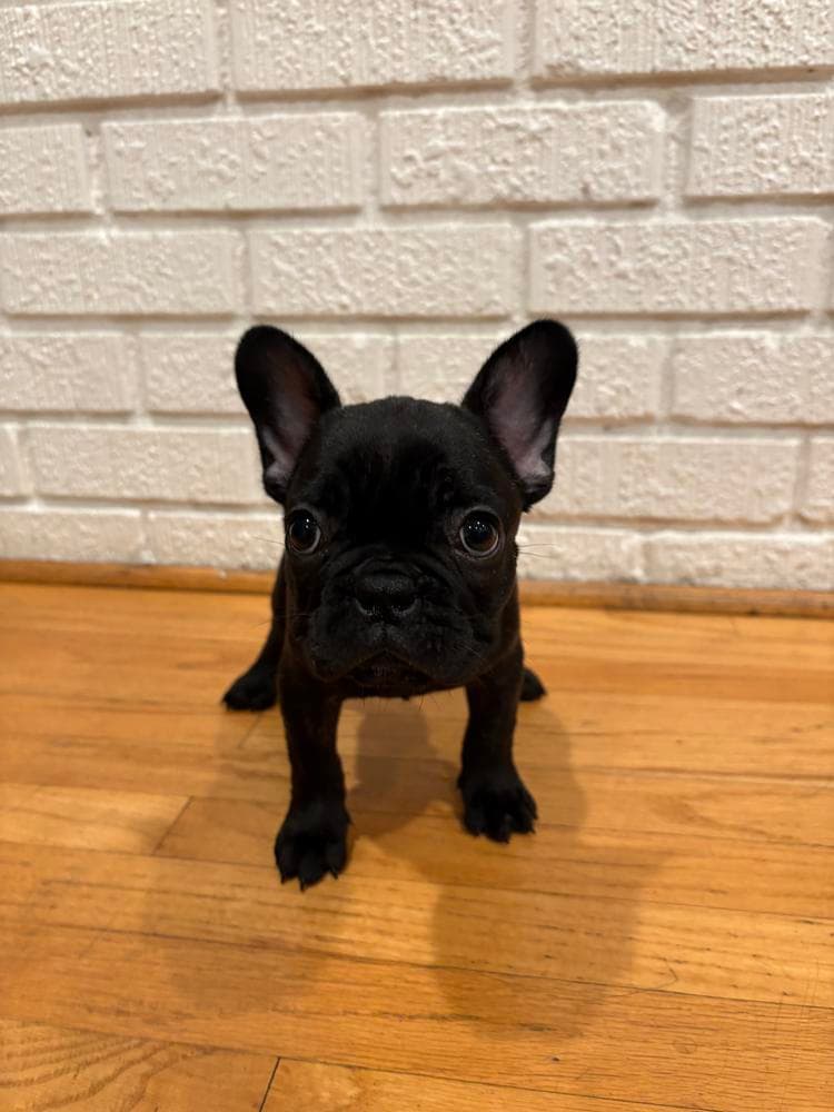 Barkley breeder image 9