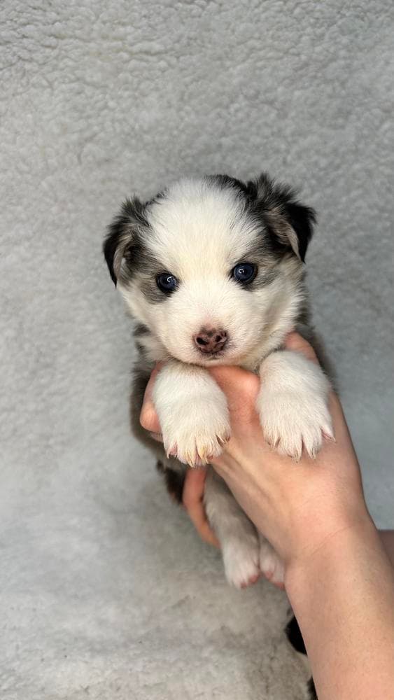 Rocky breeder image 13