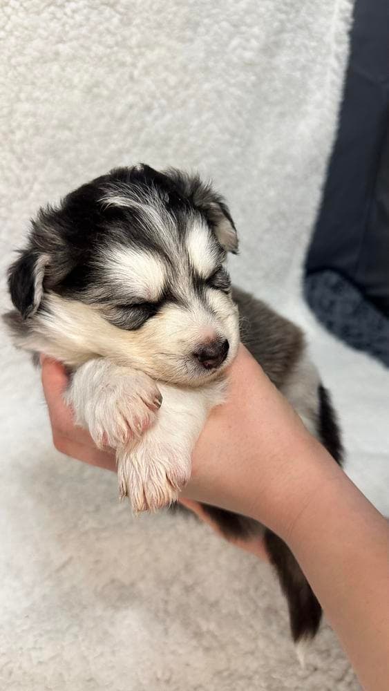 Rocky breeder image 14