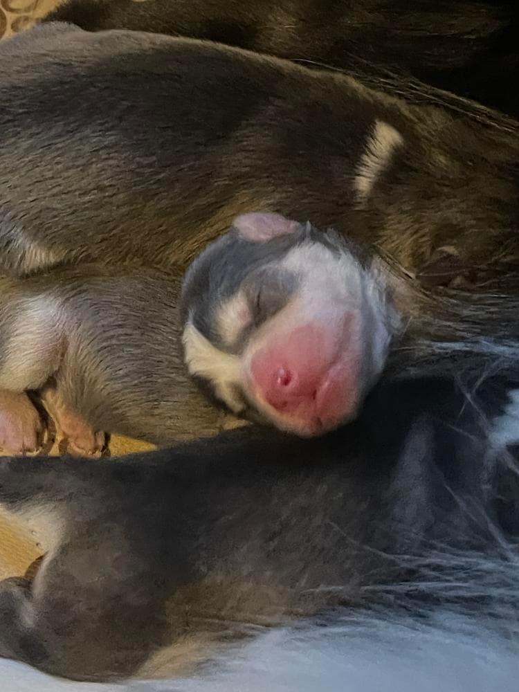 Rocky breeder image 6