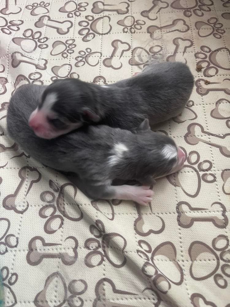 Rocky breeder image 7