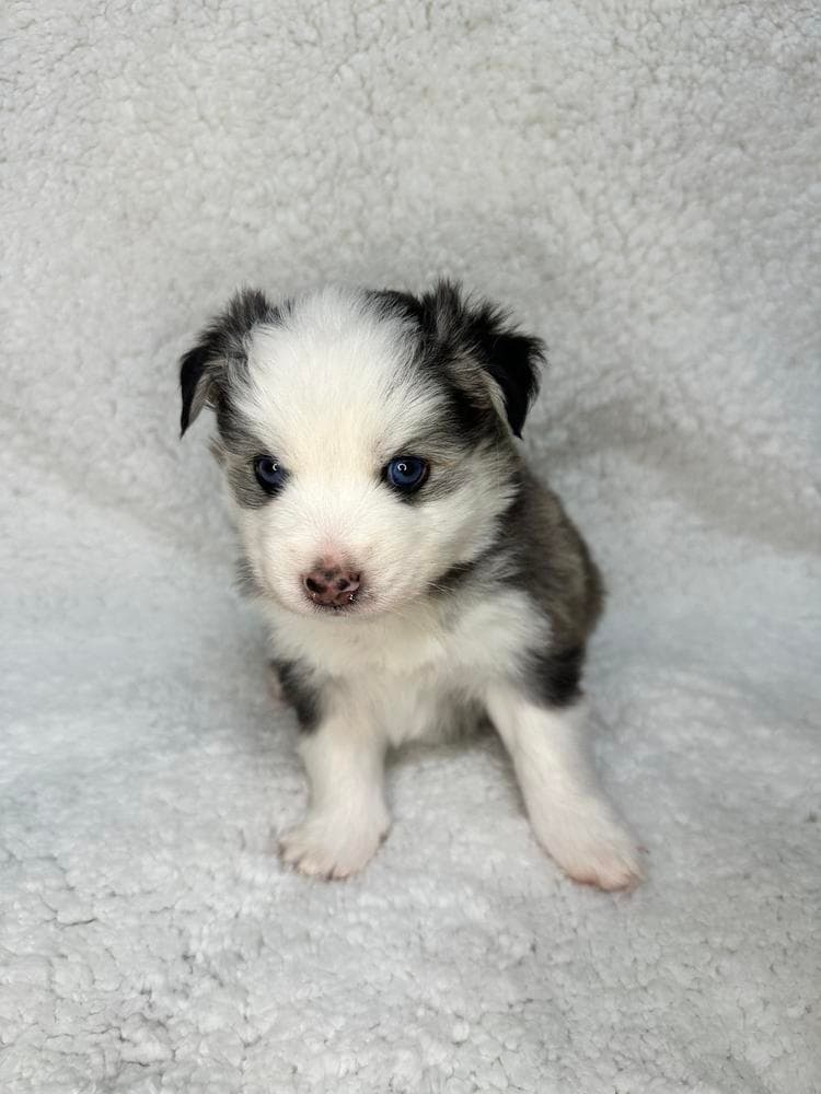 Rocky breeder image 9