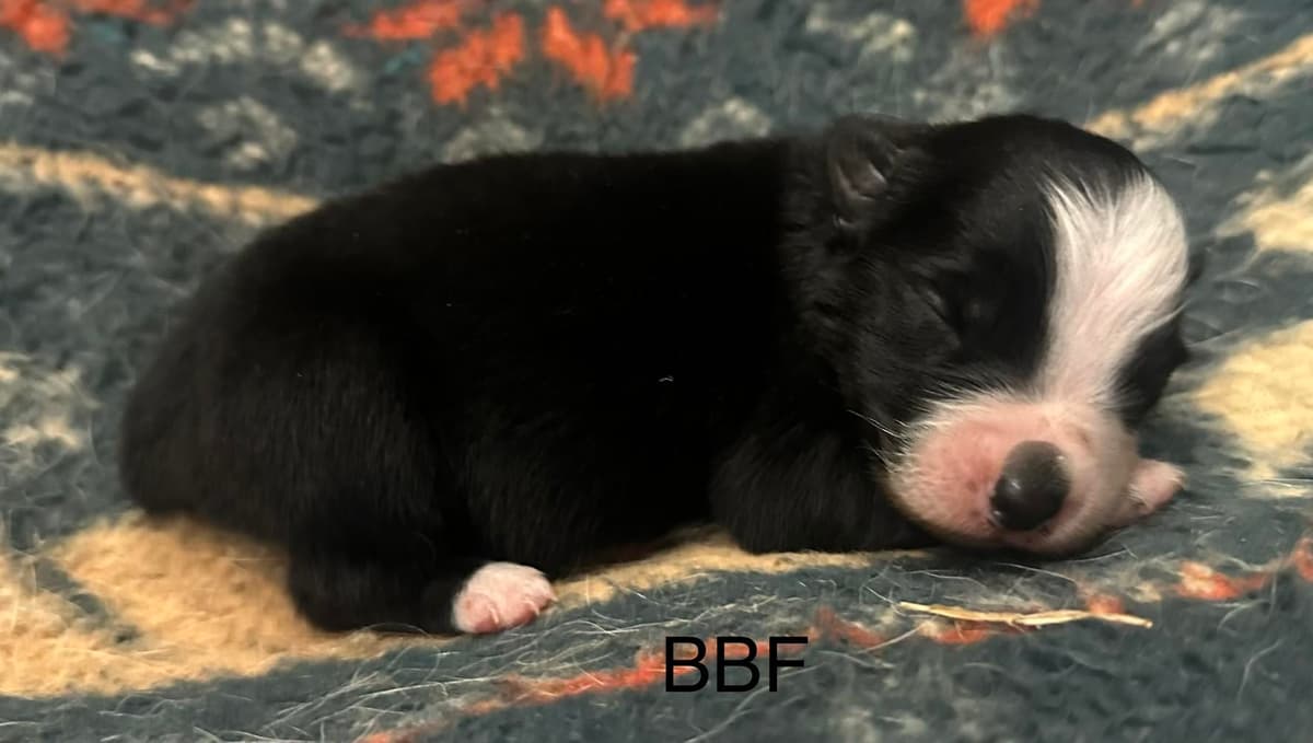 Girlie breeder image 6